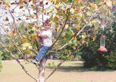 My Tree-Climbing Toddler